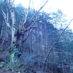 【画像】深山幽谷の趣と山頂直下の急登尾根！　地味ながらも魅力溢れる九番山頂「倉岳山登山」の醍醐味とは 〜 画像1