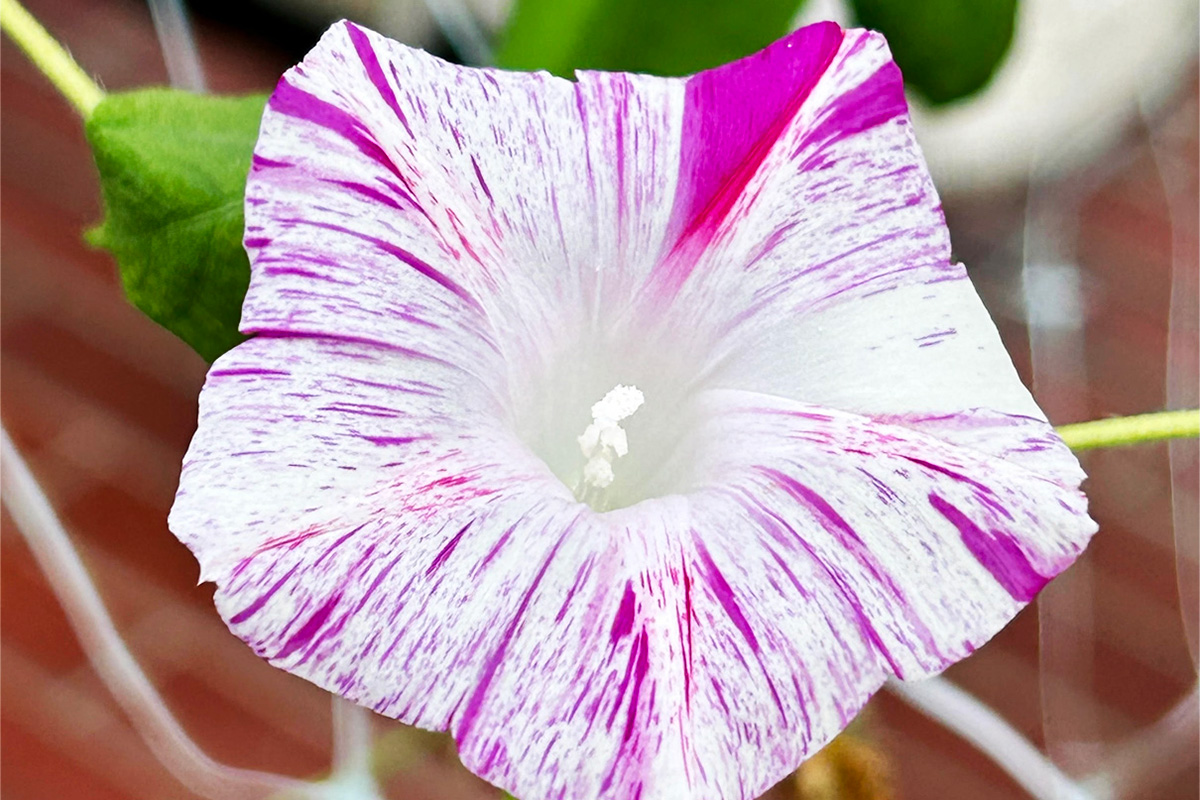 お庭のアサガオが10月になって咲いた!?　猛暑の夏を乗り越え遅咲きのアサガオが開花　