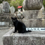 【画像】鉄人の足元からネコの山へ！　夜景を楽しむトワイライトハイキングを満喫 〜 画像1