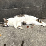 【画像】鉄人の足元からネコの山へ！　夜景を楽しむトワイライトハイキングを満喫 〜 画像1