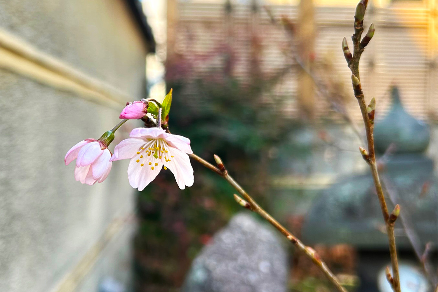 地植えした桜が三年越しで咲いた！ 我が家の可憐で美しい娘は溺愛する