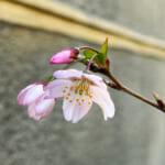 【画像】地植えした桜が三年越しで咲いた！　我が家の可憐で美しい娘は溺愛するほど自慢の桜です 〜 画像1