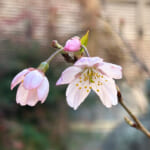 【画像】地植えした桜が三年越しで咲いた！　我が家の可憐で美しい娘は溺愛するほど自慢の桜です 〜 画像1