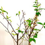 【画像】地植えした桜が三年越しで咲いた！　我が家の可憐で美しい娘は溺愛するほど自慢の桜です 〜 画像1