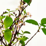 【画像】地植えした桜が三年越しで咲いた！　我が家の可憐で美しい娘は溺愛するほど自慢の桜です 〜 画像1