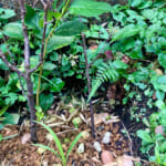 【画像】地植えした桜が三年越しで咲いた！　我が家の可憐で美しい娘は溺愛するほど自慢の桜です 〜 画像1