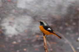 ジョウビタキのオス