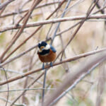 【画像】何種類くらいの野鳥を探せる？　「片倉城跡公園」で野鳥観察【関東エリア】 〜 画像1