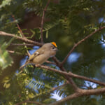 【画像】何種類くらいの野鳥を探せる？　「片倉城跡公園」で野鳥観察【関東エリア】 〜 画像1