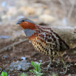 【画像】何種類くらいの野鳥を探せる？　「片倉城跡公園」で野鳥観察【関東エリア】 〜 画像1