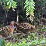 【画像】何種類くらいの野鳥を探せる？　「片倉城跡公園」で野鳥観察【関東エリア】 〜 画像1
