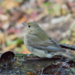 【画像】何種類くらいの野鳥を探せる？　「片倉城跡公園」で野鳥観察【関東エリア】 〜 画像1