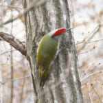 【画像】何種類くらいの野鳥を探せる？　「片倉城跡公園」で野鳥観察【関東エリア】 〜 画像1