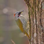 【画像】何種類くらいの野鳥を探せる？　「片倉城跡公園」で野鳥観察【関東エリア】 〜 画像1