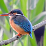 【画像】何種類くらいの野鳥を探せる？　「片倉城跡公園」で野鳥観察【関東エリア】 〜 画像1