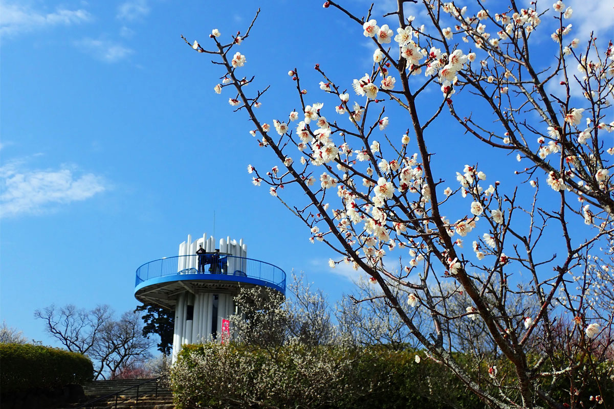初春の三浦アルプスで梅の花鑑賞！　山行と観梅のダブルを満喫する“ゆるり”ハイクを堪能