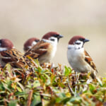 【画像】スズメだけじゃなかった!?　里地でひっそりと数を減らしている野鳥たちの生態を知る 〜 画像1