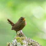 【画像】スズメだけじゃなかった!?　里地でひっそりと数を減らしている野鳥たちの生態を知る 〜 画像1