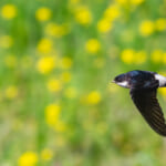【画像】スズメだけじゃなかった!?　里地でひっそりと数を減らしている野鳥たちの生態を知る 〜 画像1