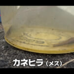 【画像】宝石を求めて用水路へ？　美しさハンパない「タナゴ釣り」に大興奮！　視聴者も思わず“田舎を思い出す”とのコメントが溢れる　 〜 画像1