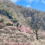 【画像】湯河原「幕山」で梅と真鶴半島と岩石にラーメン&コロッケも！　贅沢過ぎる感動のハイキング 〜 画像1