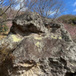 【画像】湯河原「幕山」で梅と真鶴半島と岩石にラーメン&コロッケも！　贅沢過ぎる感動のハイキング 〜 画像1