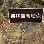 【画像】湯河原「幕山」で梅と真鶴半島と岩石にラーメン&コロッケも！　贅沢過ぎる感動のハイキング 〜 画像1