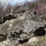 【画像】湯河原「幕山」で梅と真鶴半島と岩石にラーメン&コロッケも！　贅沢過ぎる感動のハイキング 〜 画像1
