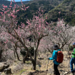 【画像】湯河原「幕山」で梅と真鶴半島と岩石にラーメン&コロッケも！　贅沢過ぎる感動のハイキング 〜 画像1