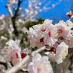 【画像】湯河原「幕山」で梅と真鶴半島と岩石にラーメン&コロッケも！　贅沢過ぎる感動のハイキング 〜 画像1
