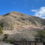 【画像】湯河原「幕山」で梅と真鶴半島と岩石にラーメン&コロッケも！　贅沢過ぎる感動のハイキング 〜 画像1