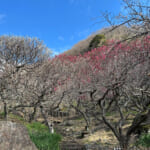 【画像】湯河原「幕山」で梅と真鶴半島と岩石にラーメン&コロッケも！　贅沢過ぎる感動のハイキング 〜 画像1