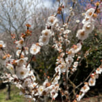【画像】湯河原「幕山」で梅と真鶴半島と岩石にラーメン&コロッケも！　贅沢過ぎる感動のハイキング 〜 画像1