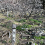 【画像】湯河原「幕山」で梅と真鶴半島と岩石にラーメン&コロッケも！　贅沢過ぎる感動のハイキング 〜 画像1
