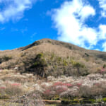 【画像】湯河原「幕山」で梅と真鶴半島と岩石にラーメン&コロッケも！　贅沢過ぎる感動のハイキング 〜 画像1