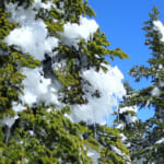 【画像】残雪期の浅間山ガイリーンで天空のガートーショコラに出会う！　外輪山から雪が織りなす絶景スノーハイクを歩く 〜 画像1