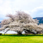 【画像】箱根園で芦ノ湖畔の一本桜を愛でる！　花見を楽しんだ後はロープウェイで空遊散歩 〜 画像1
