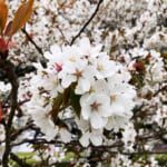 【画像】箱根園で芦ノ湖畔の一本桜を愛でる！　花見を楽しんだ後はロープウェイで空遊散歩 〜 画像1