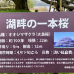 【画像】箱根園で芦ノ湖畔の一本桜を愛でる！　花見を楽しんだ後はロープウェイで空遊散歩 〜 画像1