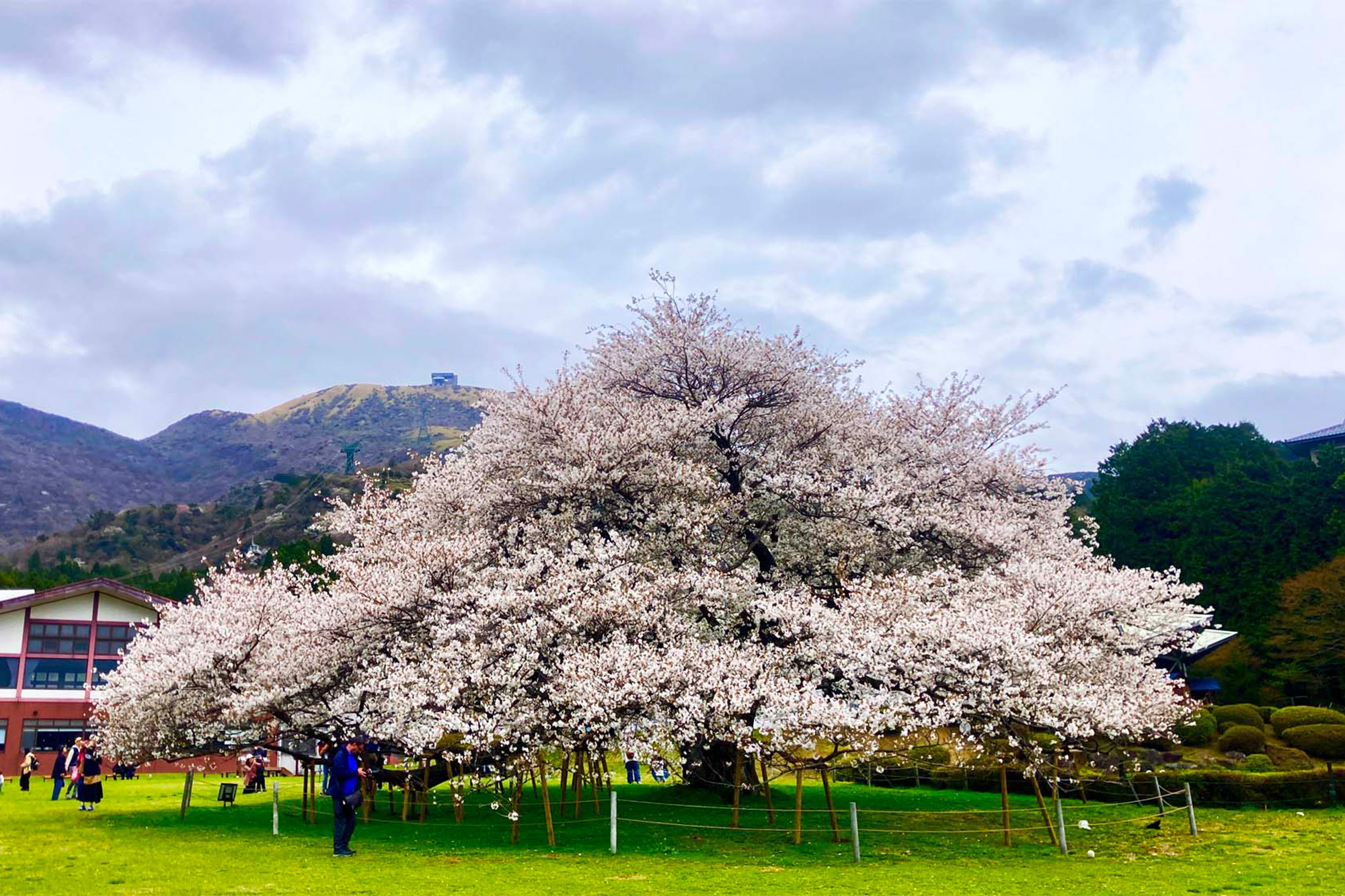 箱根園で芦ノ湖畔の一本桜を愛でる！ 花見を楽しんだ後はロープウェイ