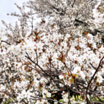 【画像】箱根園で芦ノ湖畔の一本桜を愛でる！　花見を楽しんだ後はロープウェイで空遊散歩 〜 画像1