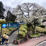 【画像】箱根園で芦ノ湖畔の一本桜を愛でる！　花見を楽しんだ後はロープウェイで空遊散歩 〜 画像1