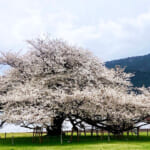 【画像】箱根園で芦ノ湖畔の一本桜を愛でる！　花見を楽しんだ後はロープウェイで空遊散歩 〜 画像1