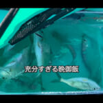 【画像】アラフィフ女子が筏釣りで爆釣!?　サビキの女王と行くテンヤワンヤの釣行に視聴者から“癒やされる”のコメントが溢れる 〜 画像1