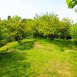 【画像】横浜南部の富士塚がある公園を歩く！　鬱蒼とした竹林を巡るアップダウンは意外にもタフだった 〜 画像1