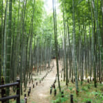 【画像】横浜南部の富士塚がある公園を歩く！　鬱蒼とした竹林を巡るアップダウンは意外にもタフだった 〜 画像1