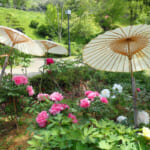 【画像】横浜南部の富士塚がある公園を歩く！　鬱蒼とした竹林を巡るアップダウンは意外にもタフだった 〜 画像1