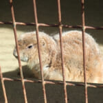【画像】川崎の住宅街にある丘には動物園がある、神社がある、古墳がある！　不思議がテンコ盛りの加瀬山に行ってみた 〜 画像1