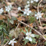 【画像】明智光秀が築いた金山城跡をゆく！　奇岩「鬼の架け橋」と可憐なスプリングエフェメラルを求めて 〜 画像1