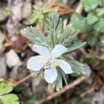 【画像】明智光秀が築いた金山城跡をゆく！　奇岩「鬼の架け橋」と可憐なスプリングエフェメラルを求めて 〜 画像1